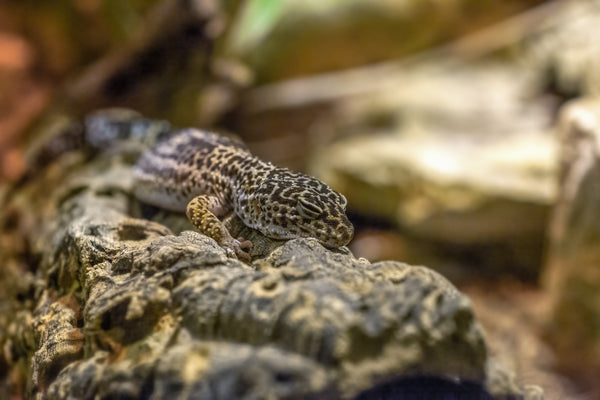 leopard gecko asleep basking in the open uvb