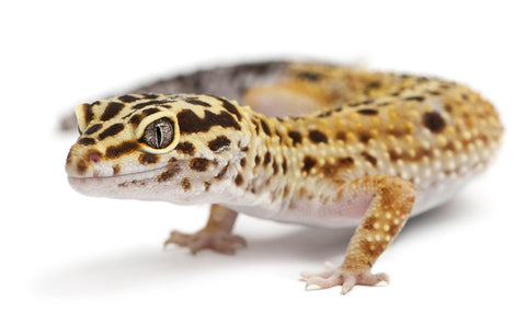 Tan spotted leopard gecko