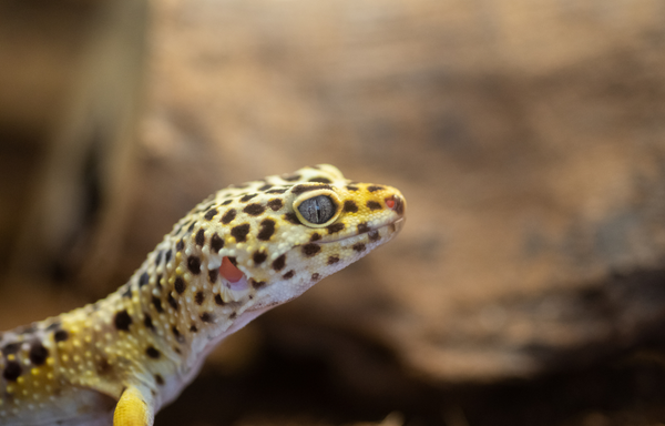 leopard gecko enclosure
