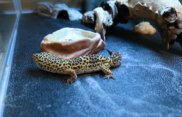 leopard gecko on a solid substrate from Zen Habitats, leopard gecko food guide, leopard gecko near food bowl, zen habitats reptile enclosure for leopard geckos