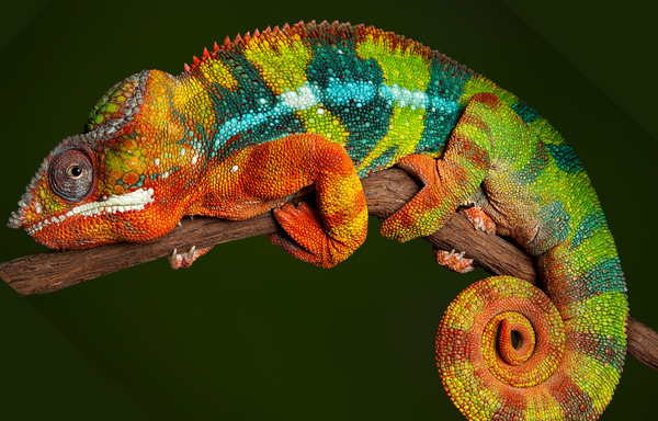 panther chameleon