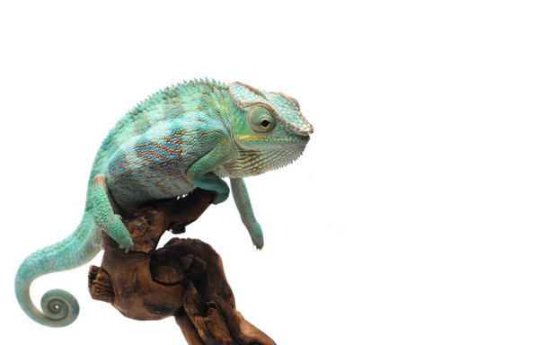 panther chameleon enclosure