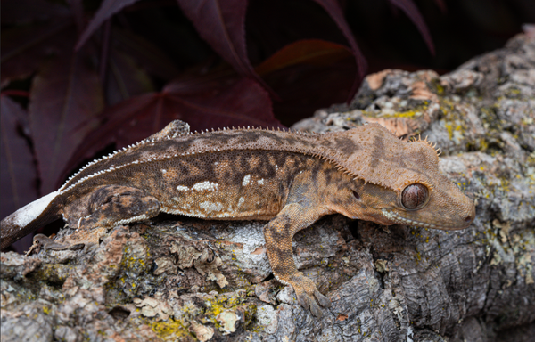 tiger phantom pinstripe crested gecko