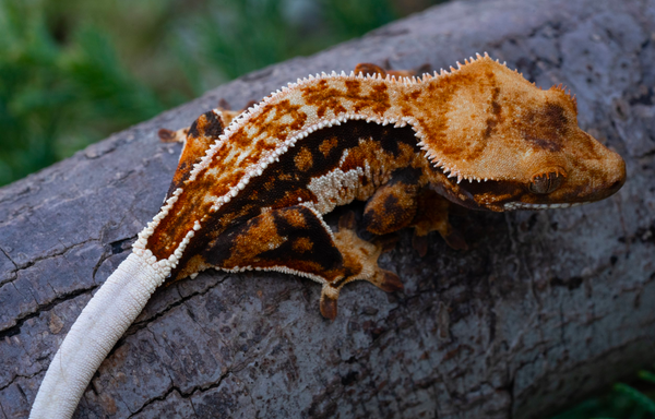 partial pinstripe crested gecko