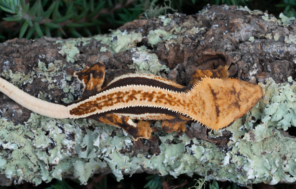 quadstripe crested gecko