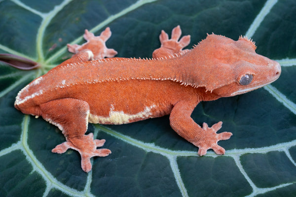 Red crested gecko