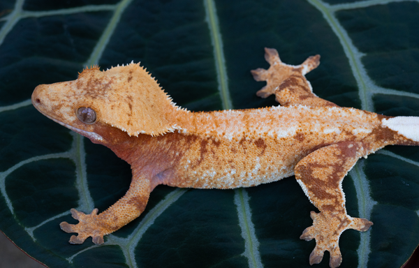 red extreme harlequin crested gecko