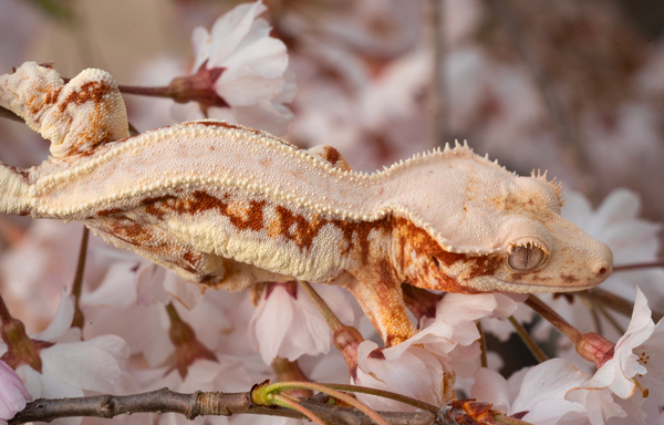 red lilly white crested gecko