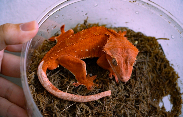 Red patternless hypo crested gecko