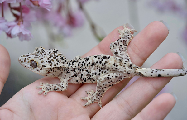 super dalmatian crested gecko