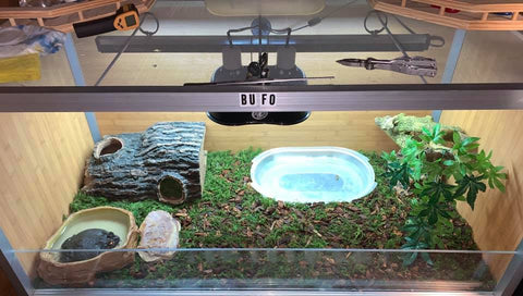 Toad Enclosure