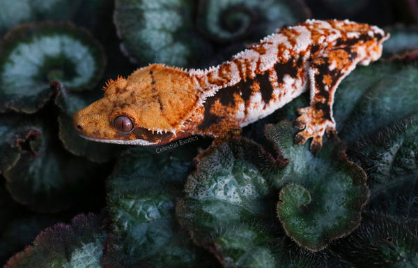 tricolor harlequin crested gecko