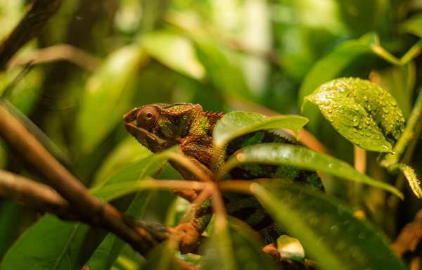 chameleon in an umbrella tree schefflera