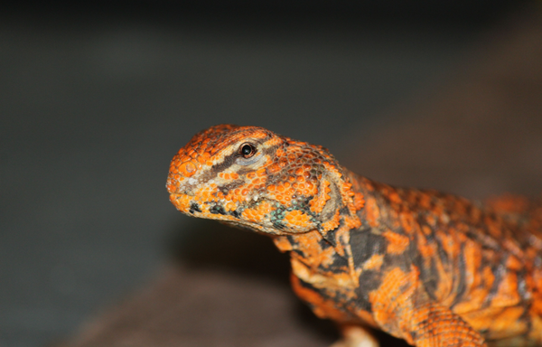 uromastyx enclosure