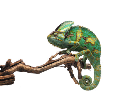 Veiled Chameleon