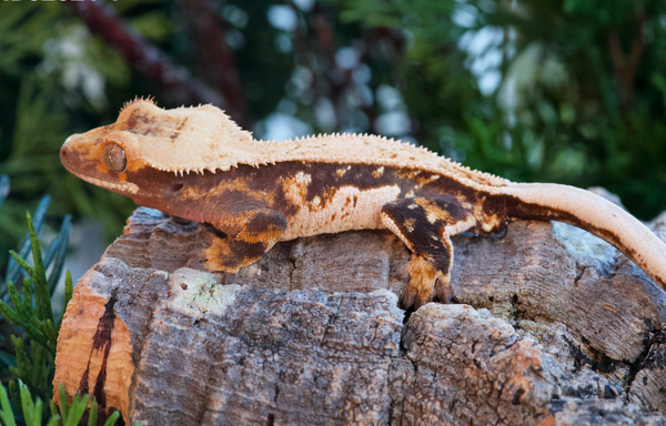 white wall crested gecko