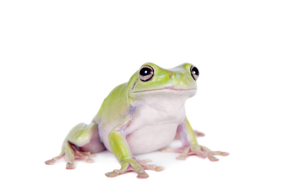 whites dumpy tree frog enclosure