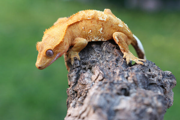 yellow crested gecko