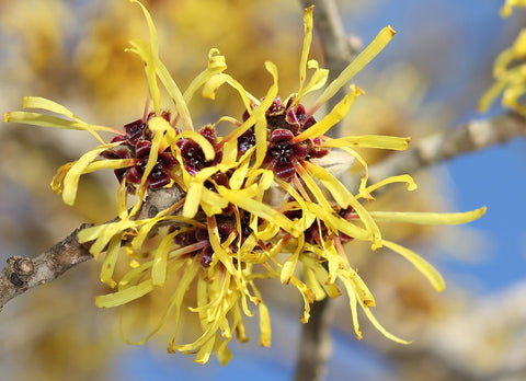 Witch Hazel