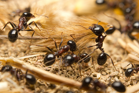 ants crawling on sticks