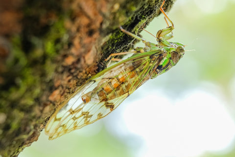eat cicadas for survival