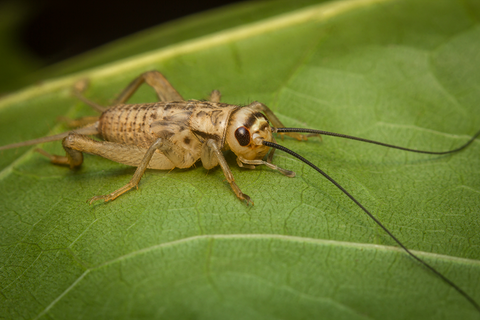 cricket on a leaf