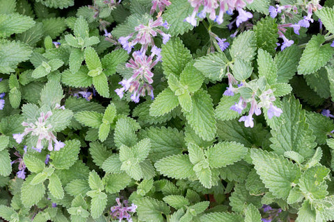  Catnip: natural insect repellents 