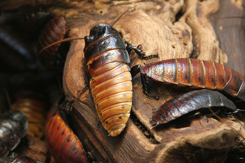 cockroaches in a pile