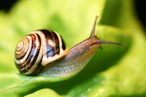 slug sitting on a leaf