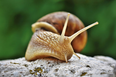 snails for survival