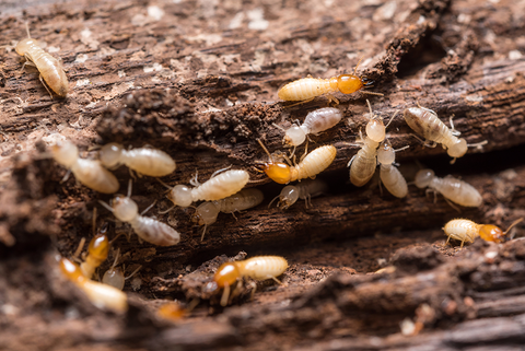 termites on a log