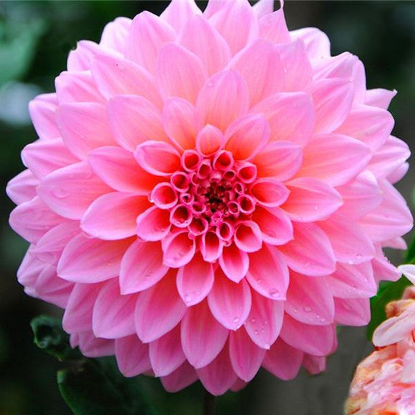  Pink  Dahlia  Seeds Jack Seeds