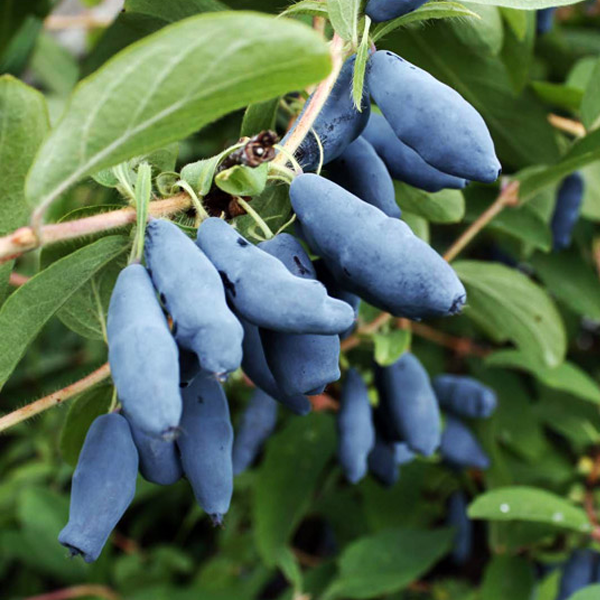 Resultado de imagen de Lonicera caerulea