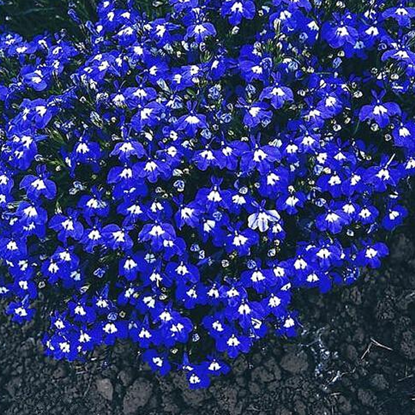 blue seeds botanicula