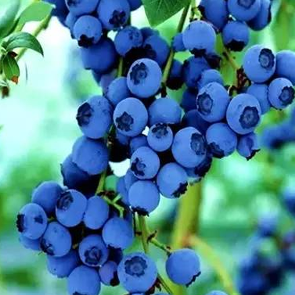 Potted Blueberry Fruit Seeds — Jack Seeds