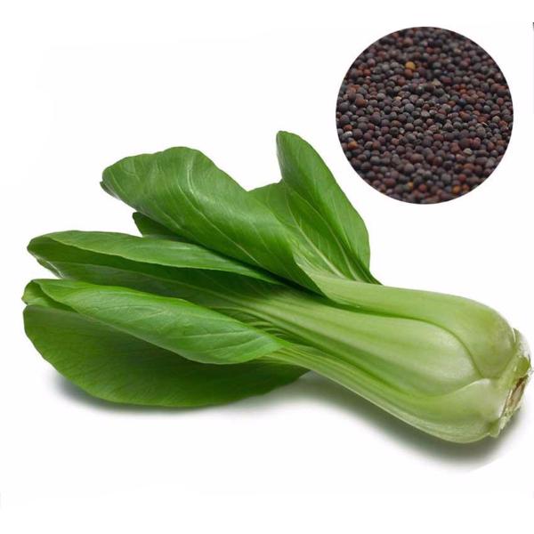 Pak Choi Bok Choy Chinese Cabbage Seeds — Jack Seeds