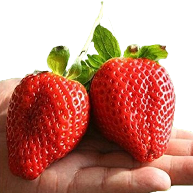 Giant Strawberry  Seeds  Jack Seeds