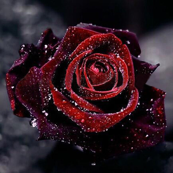True Blood Black Rose Seeds — Jack Seeds
