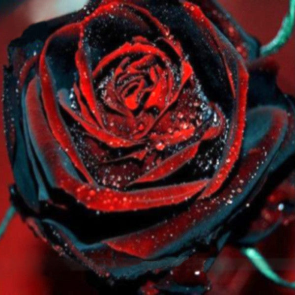 True Blood Black Rose Seeds Jack Seeds