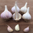 Headstrong Garlic Seeds