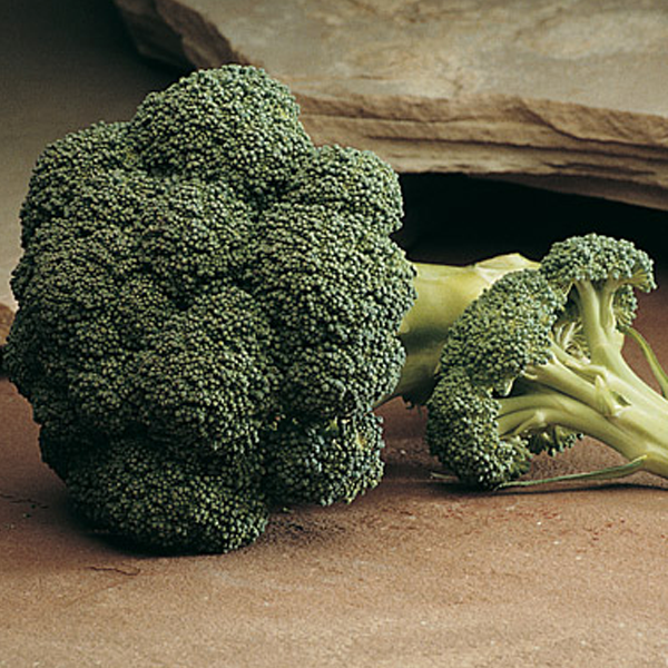 Diplomat Broccoli — Jack Seeds