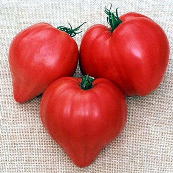 Organic Oxheart Tomato Seeds — Jack Seeds