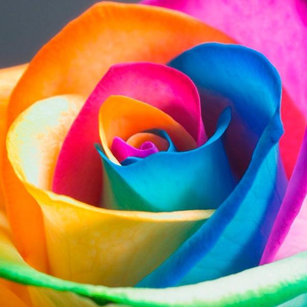 Rare Holland Rainbow Rose Flower Seeds — Jack Seeds