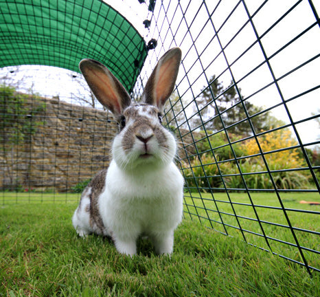 Happy Rabbit