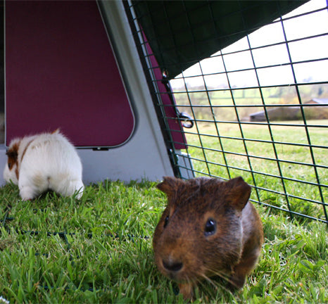 Happy Guinea Pig!