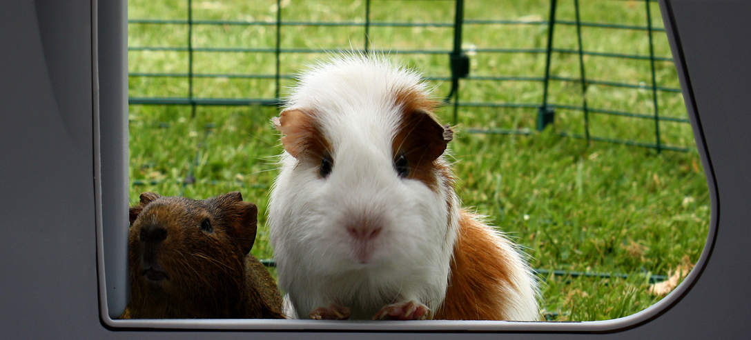 Hello Guinea Pig!