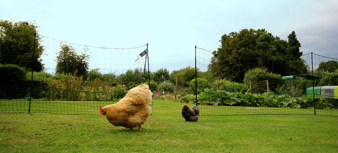 Omlet Chicken Fencing Free Ranging Chickens