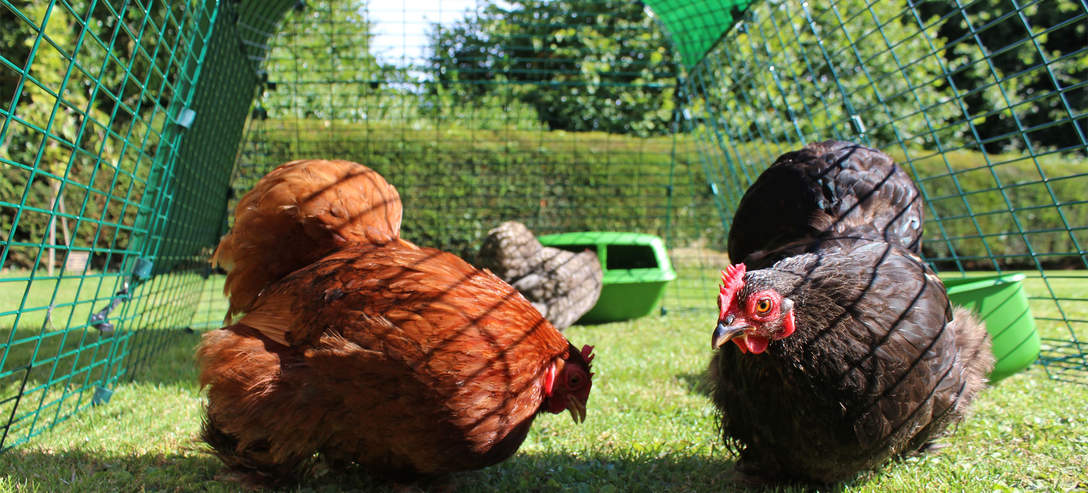 Omlet Chicken Fencing, Poultry Netting for Chickens