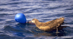 duck and balloon