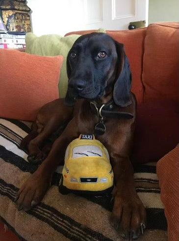 can dogs ride in nyc taxis